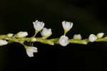 Dotted smartweed 